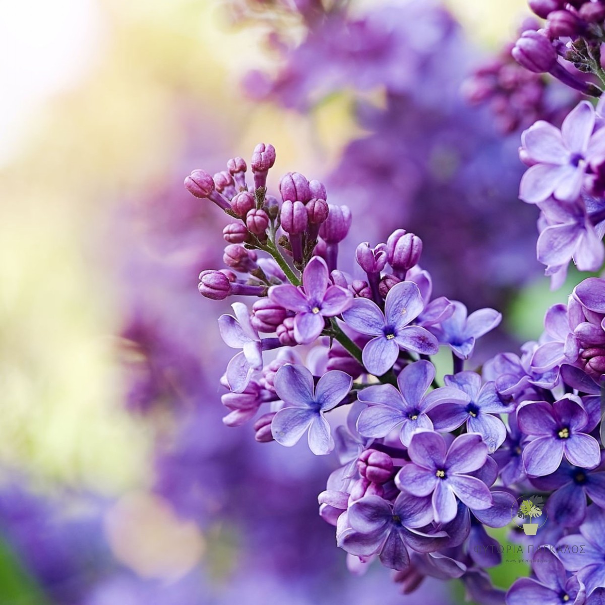 ΠΑΣΧΑΛΙΑ – Syringa vulgaris - 2